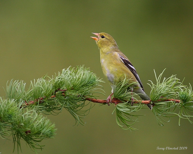 5-7-09 f goldfinch mothers day_5174.JPG