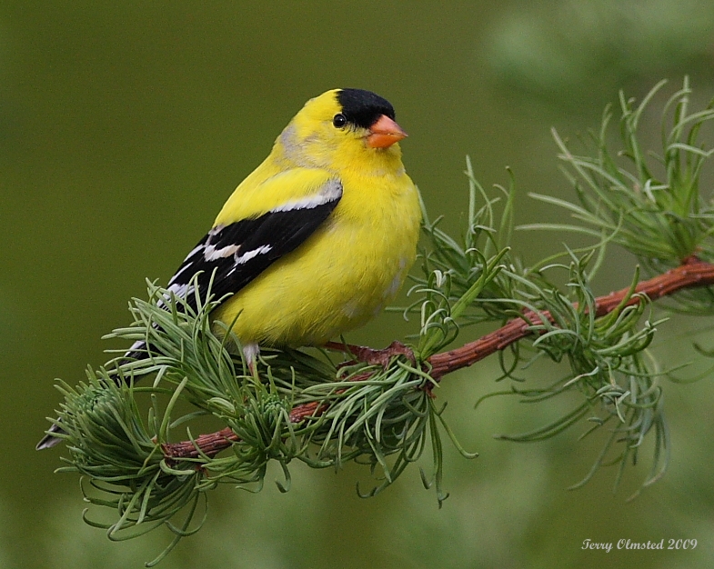 5-7-09 m goldfinch_5179.JPG