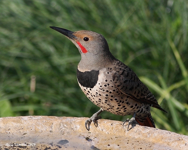 6-10-09 m flicker_6244.JPG