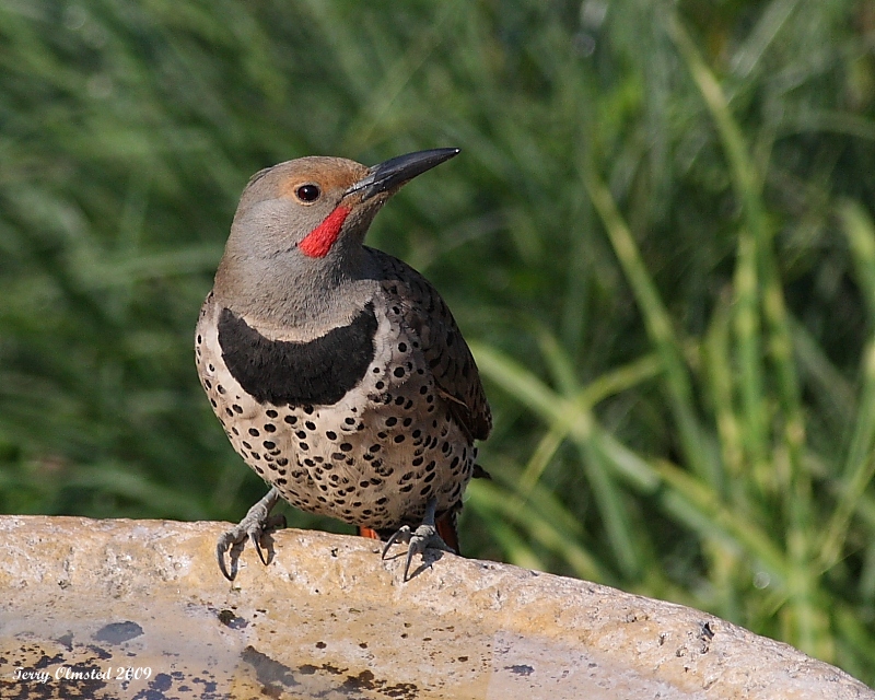 6-10-09 m flicker_6247.JPG