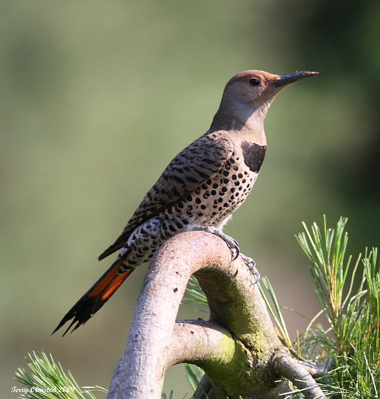 6-11-09 fm northern flicker_6264.JPG