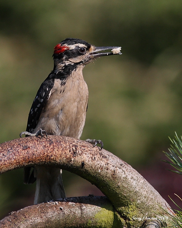 6-11-09 m hairy with food_6255.JPG