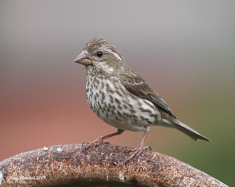 6-12-09  f house finch_6278.JPG