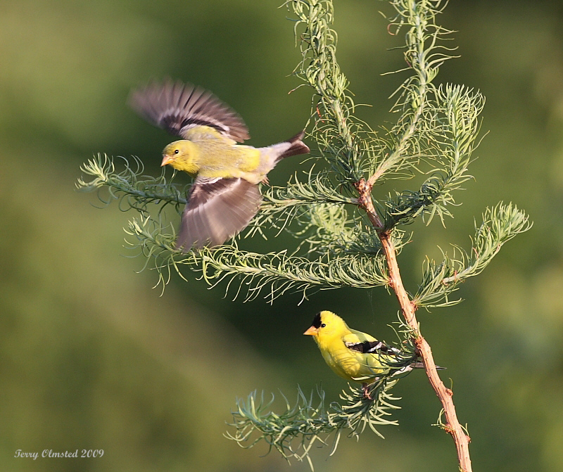 6-12-09 goldfinch pair_6406.jpeg