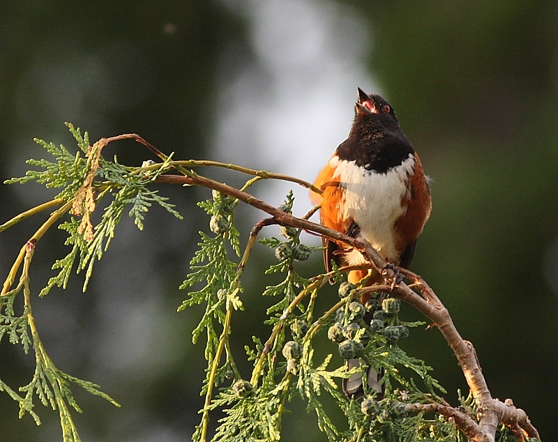 6-13-09 towhee full song_6429.JPG