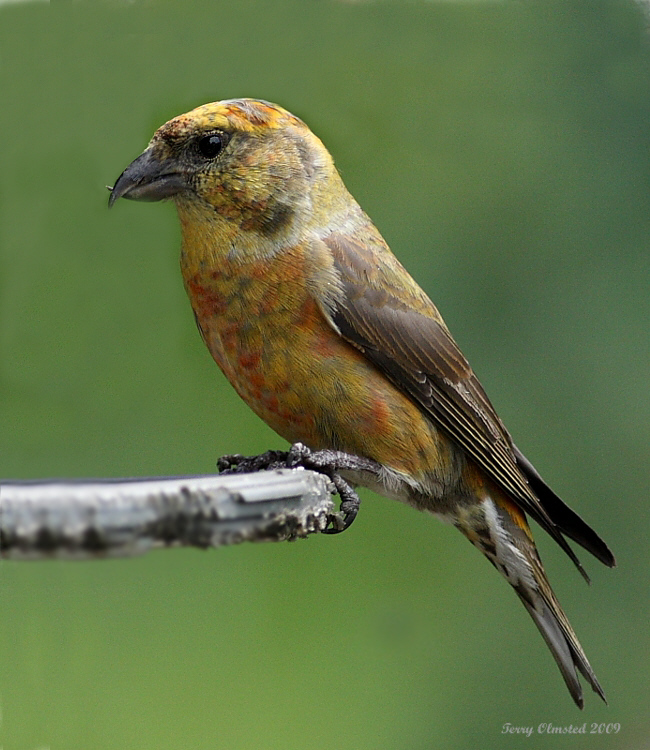 6-2-09 crossbill_5955.jpeg