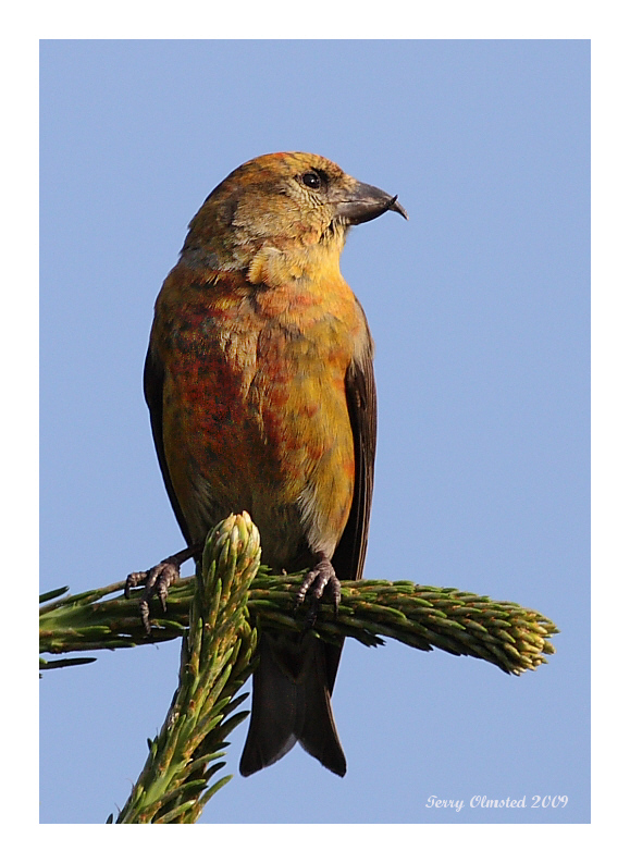 6-3-09 m crossbill_5985.jpeg