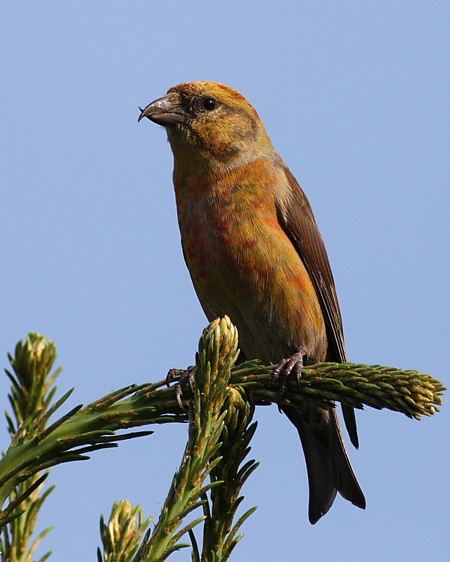 6-3-09 m crossbill_5989.JPG