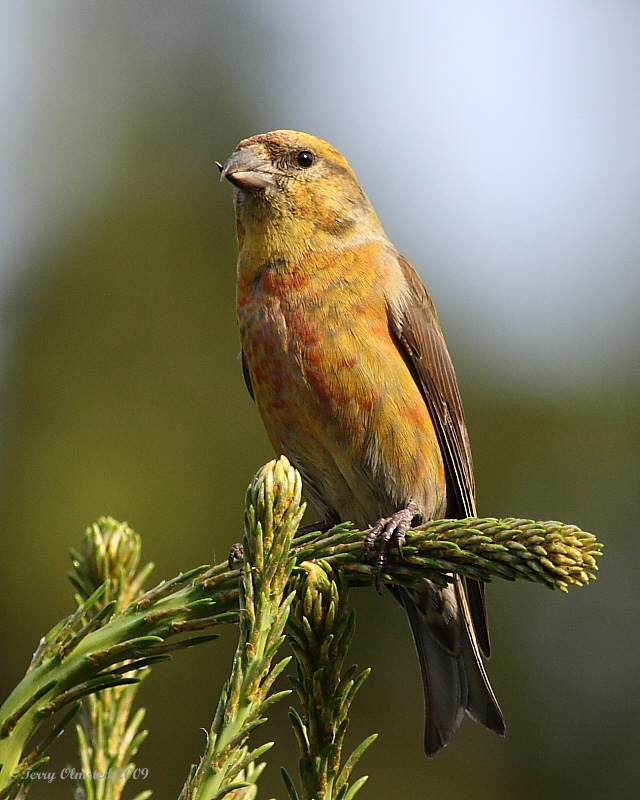 6-3-09 m crossbill_5990.jpeg