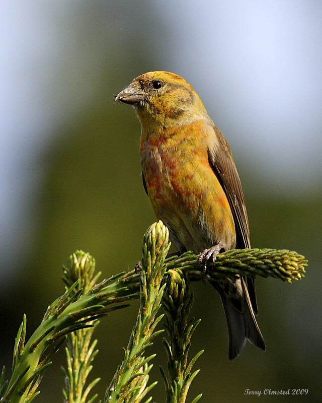 6-3-09 m crossbill_5991adj.jpeg