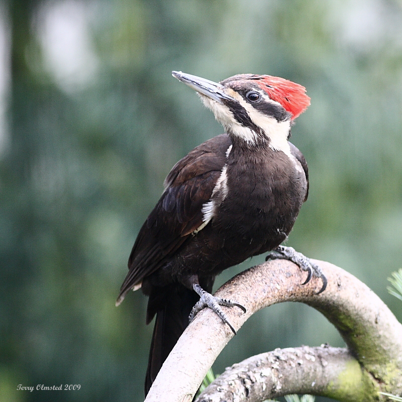 6-7-09 pileated_6088.jpeg