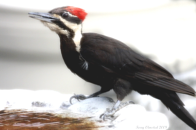 6-7-09 pileated_6089.jpeg