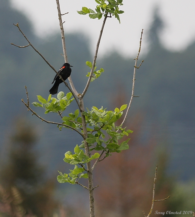 6-12-09 rw blackbird Smith Is_6328.JPG