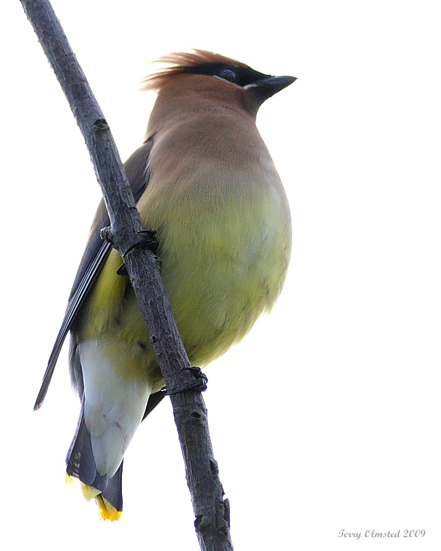 6-8-09 cedar waxwing Smith Is_6170.jpeg