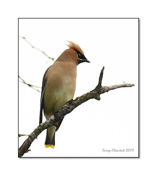 6-12-09 cedar waxwing Smith Is_6290c2.jpeg