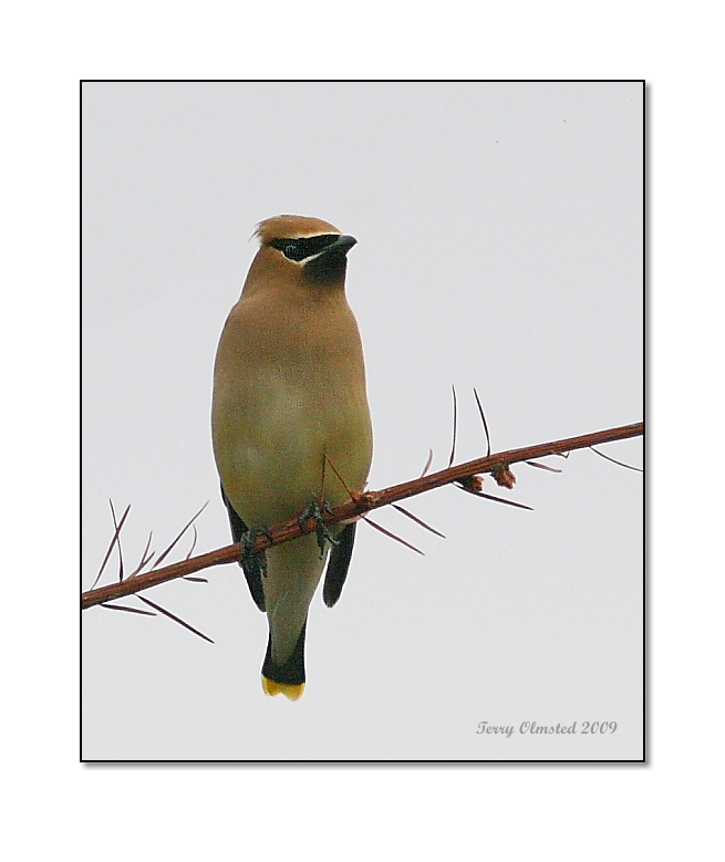 6-12-09 cedar waxwing Smith Is_6288c2.jpeg