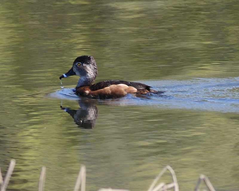 4-21-09 fm ring-necked duck Nisqually_4873.JPG