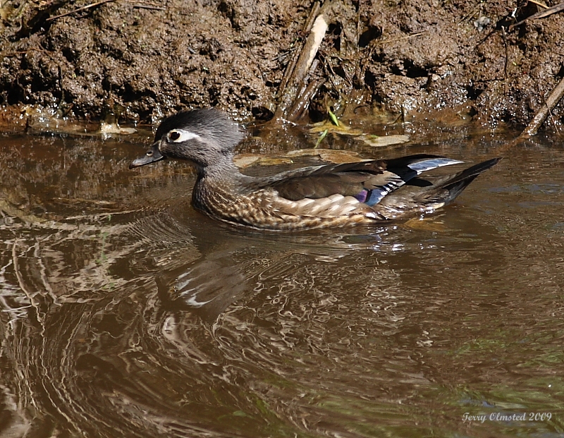4-21-09 fm wood duck Nisqually_4820.JPG