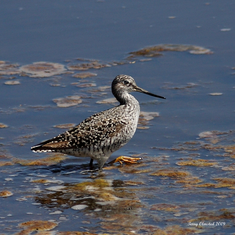 4-21-09 greater yellow legs Nisqually_4839.JPG
