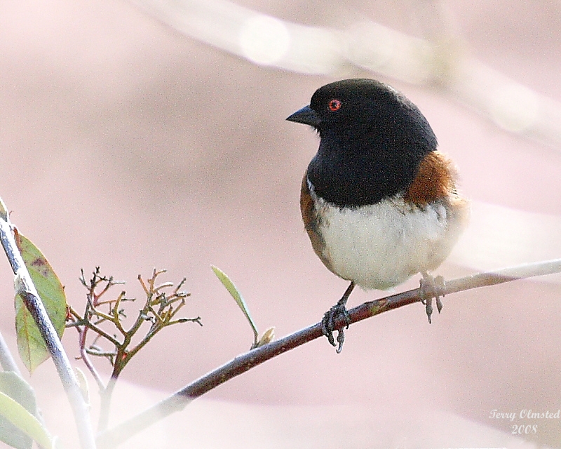 4-2-08 Towhee_9496.jpg