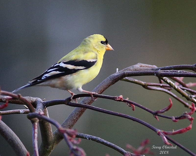 4-8-08 goldfinch_9684.JPG
