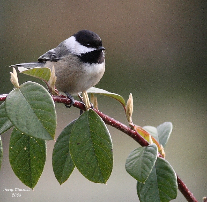 4-9-08 chickadee_9710 c2.jpg