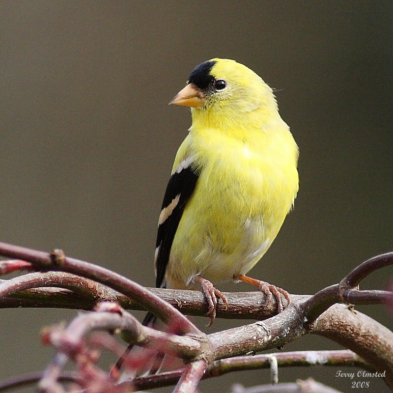 4-9-08 goldfinch_9697nr.jpg