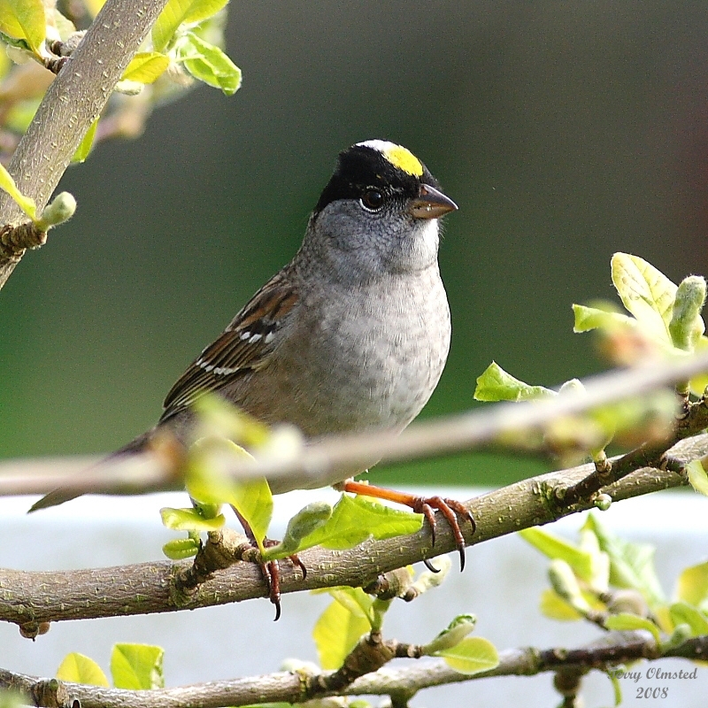 4-27-08 golden-crowned sparrow_0095.jpg