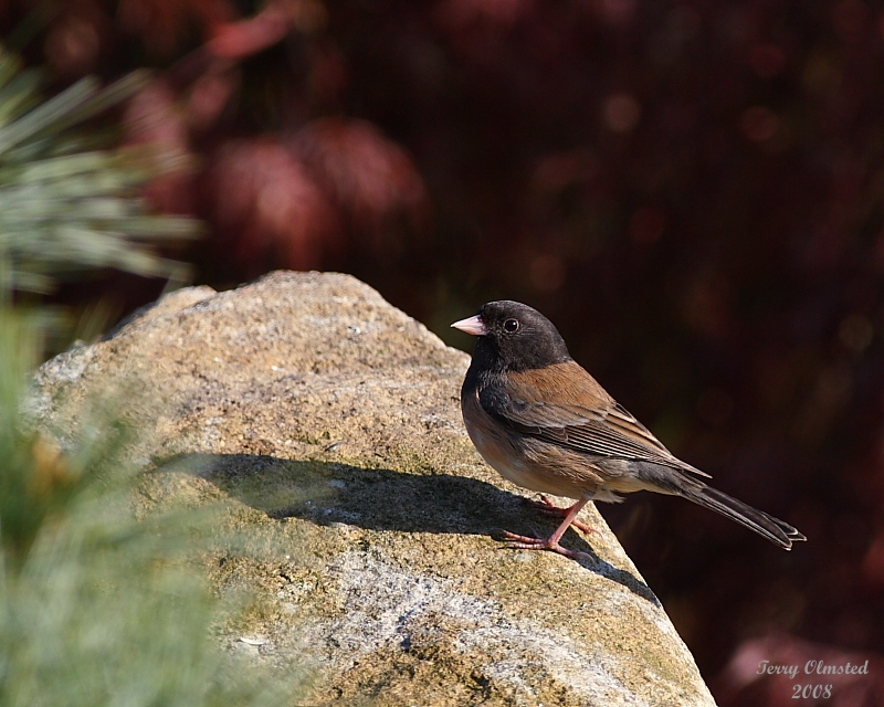 5-1-08 Oregon Junco_0133.JPG
