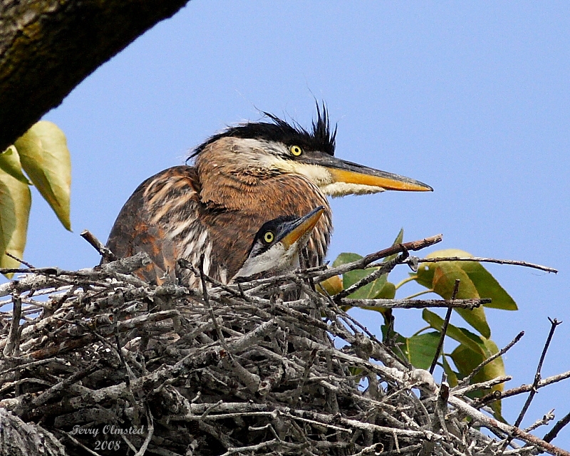 5-5-08 heron and baby_0189.jpg
