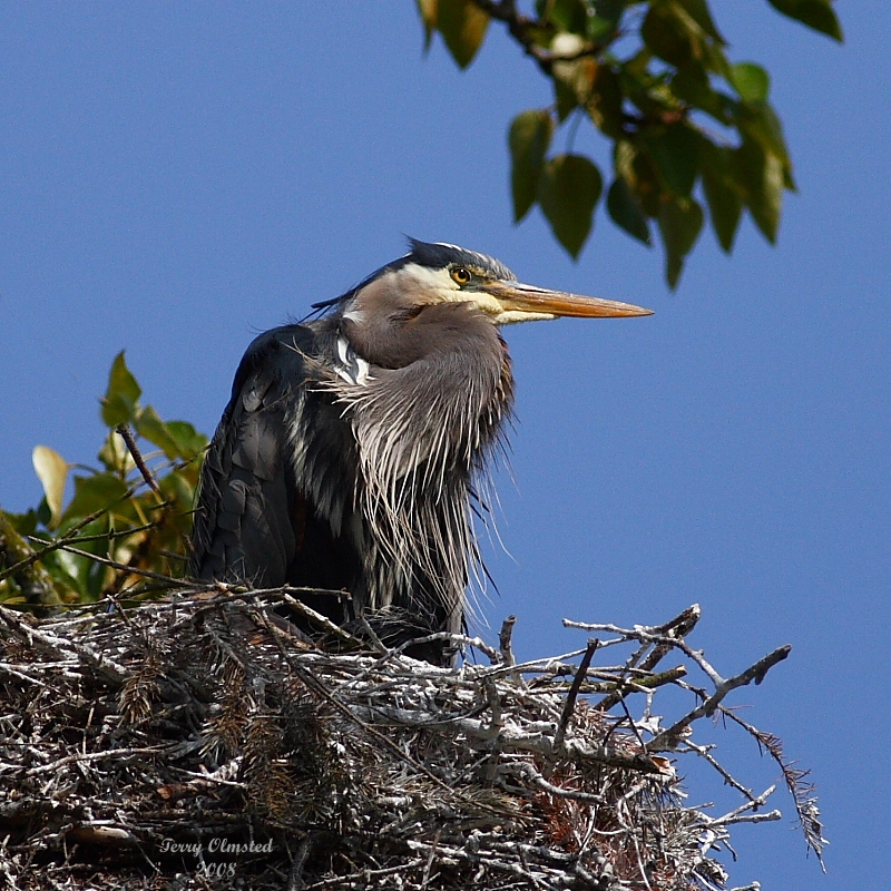 5-5-08 heron_0209.JPG