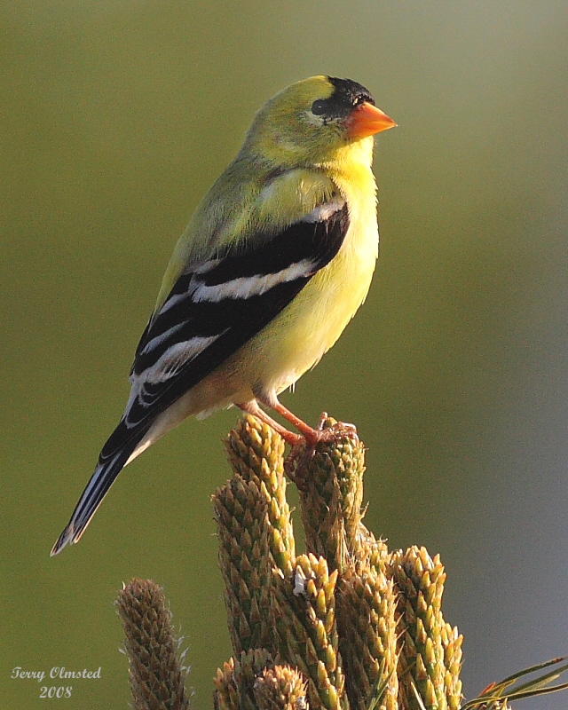 5-15-08 goldfinch_0465.jpg