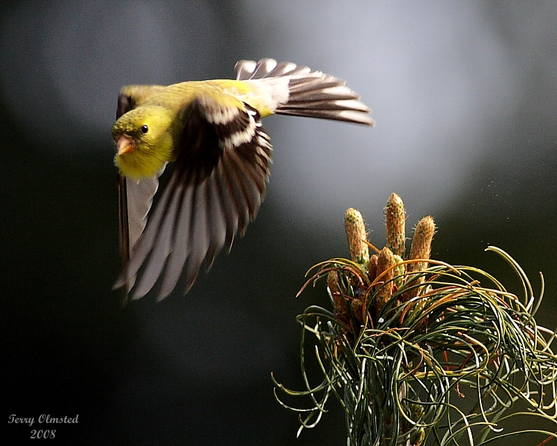 5-4-08 goldfinch flt_0174.jpg