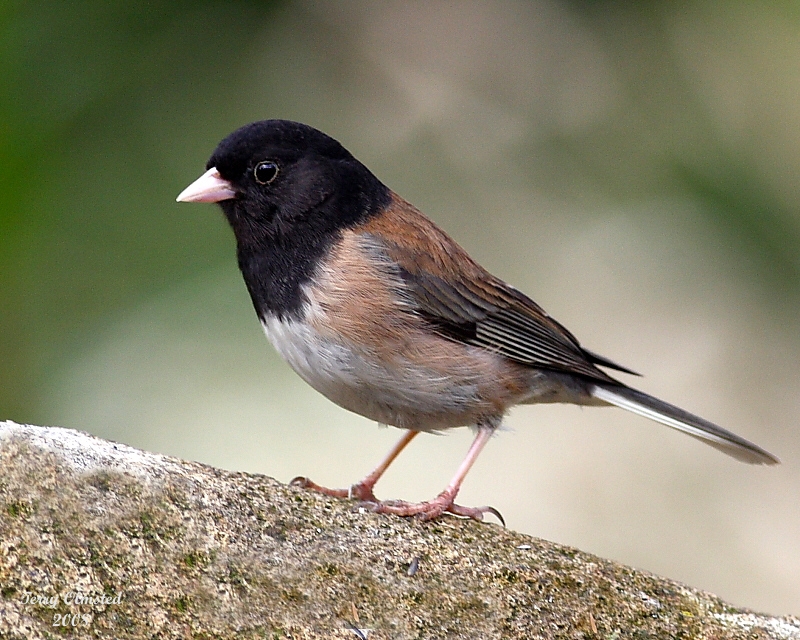 5-20-08 Oregon Junco_0538.jpg