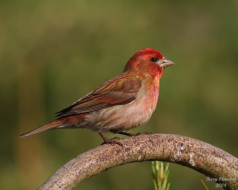 5-28-08 purple finch_0807.JPG