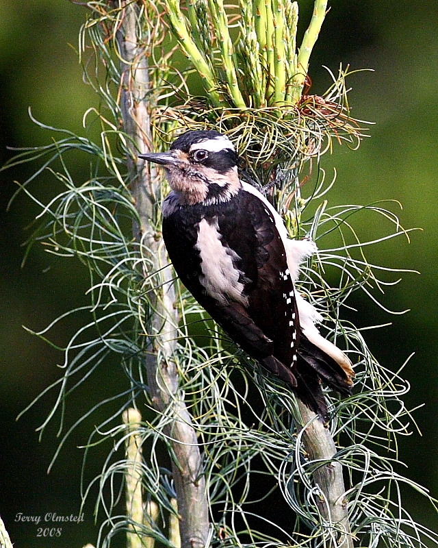 5-30-08 hairy woodpecker_0845.JPG