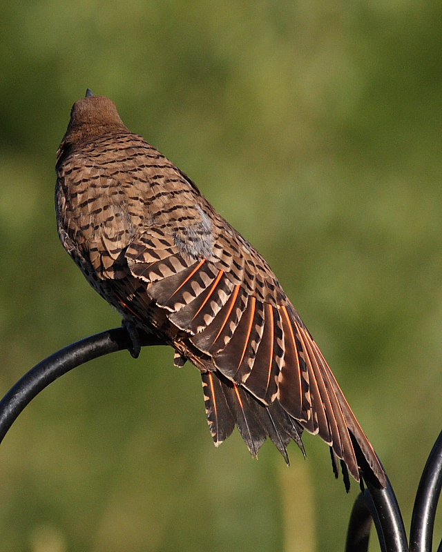 6-15-08 fm red-shafted flicker_1388.JPG