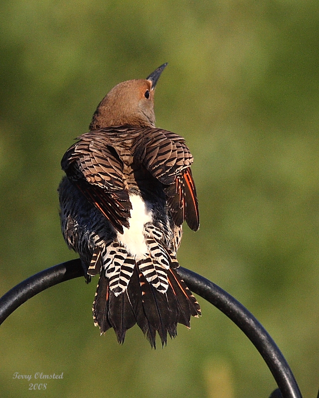 6-15-08 fm red-shafted flicker_1389.JPG