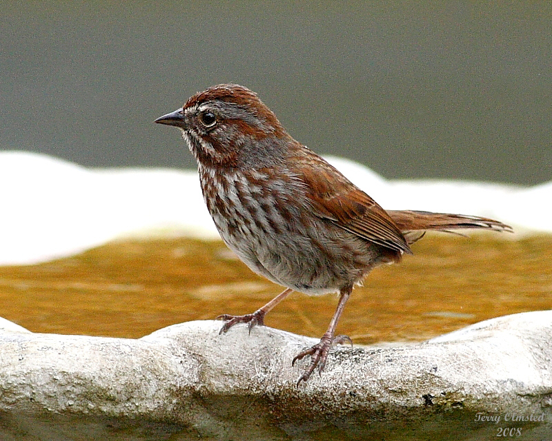 6-4-08 song sparrow_0982.jpg