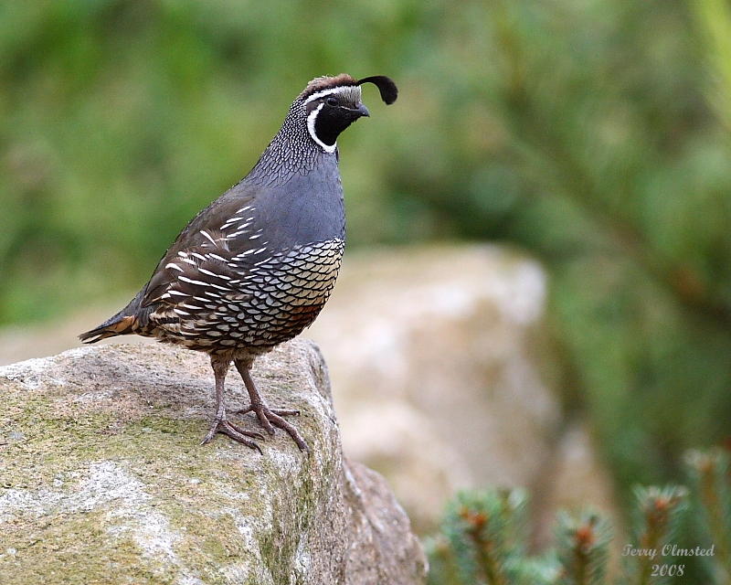 6-9-08 quail_1151.JPG