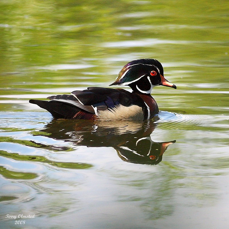 6-14-08 wood duck_1287.JPG