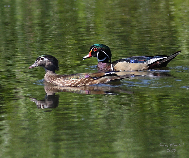 6-14-08 wood ducks_1275.jpg
