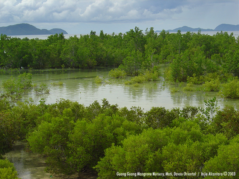 Guang guang Mangrove Nursery