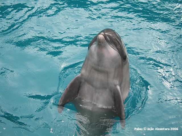 Dolphin Bay