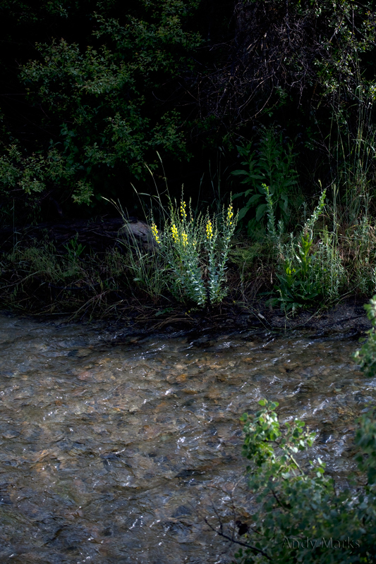 Common Toadflax in Dry Ck