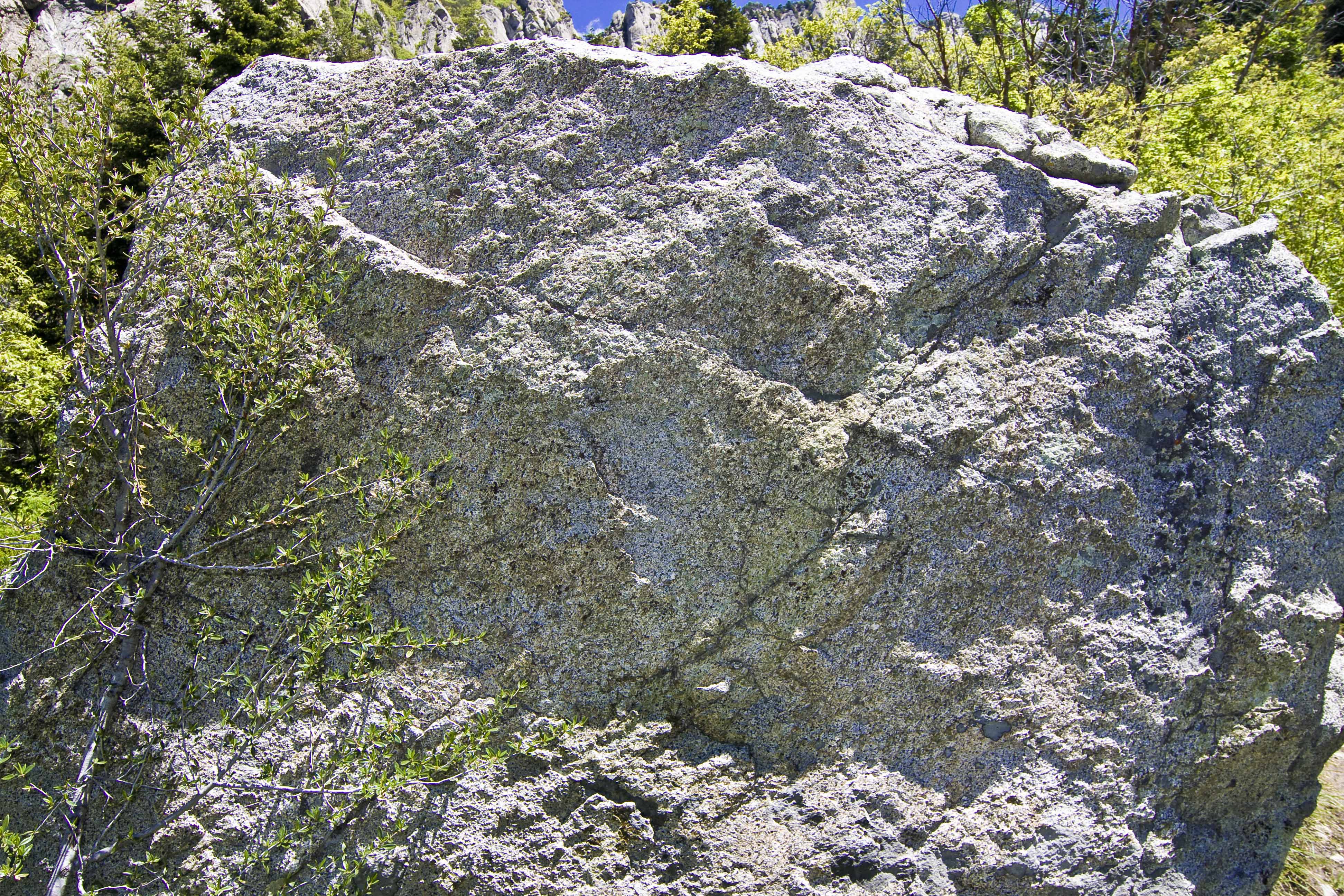 Espaliered mtn mahogany on granite