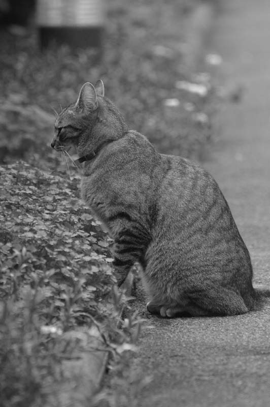 A la chasse (1)