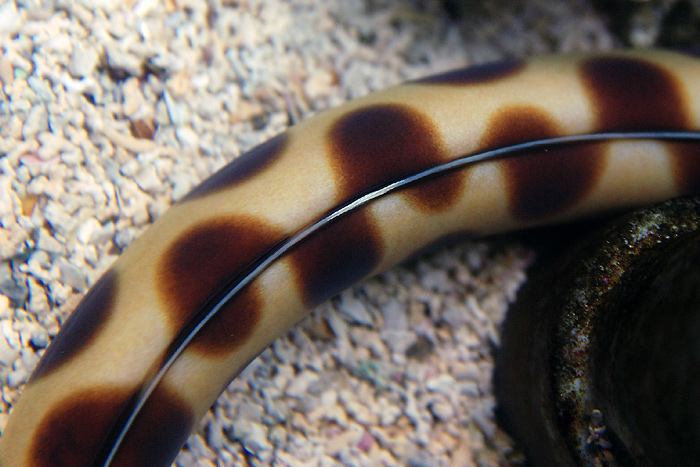 tomasz pawelek- budapest aquarium - 011.jpg