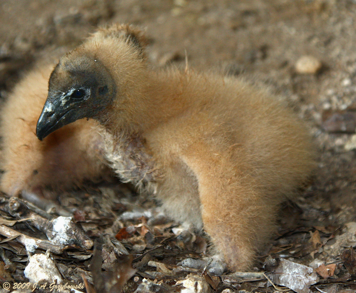 Black Vulture chick