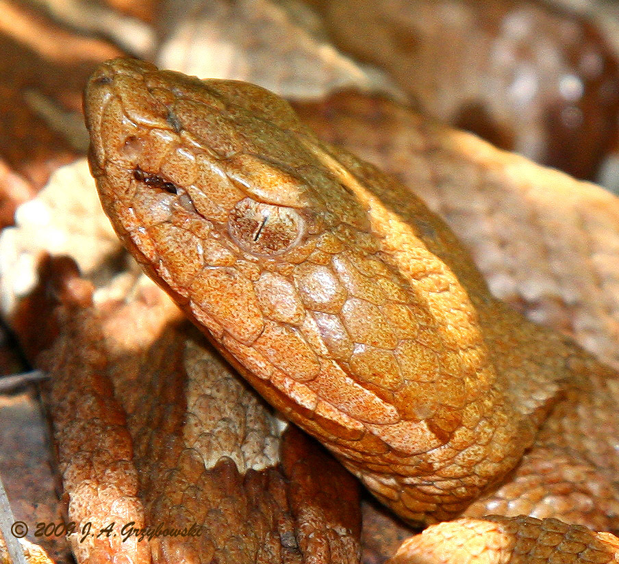 Broad-banded Copperhead (Agkistrodon laticinctus)